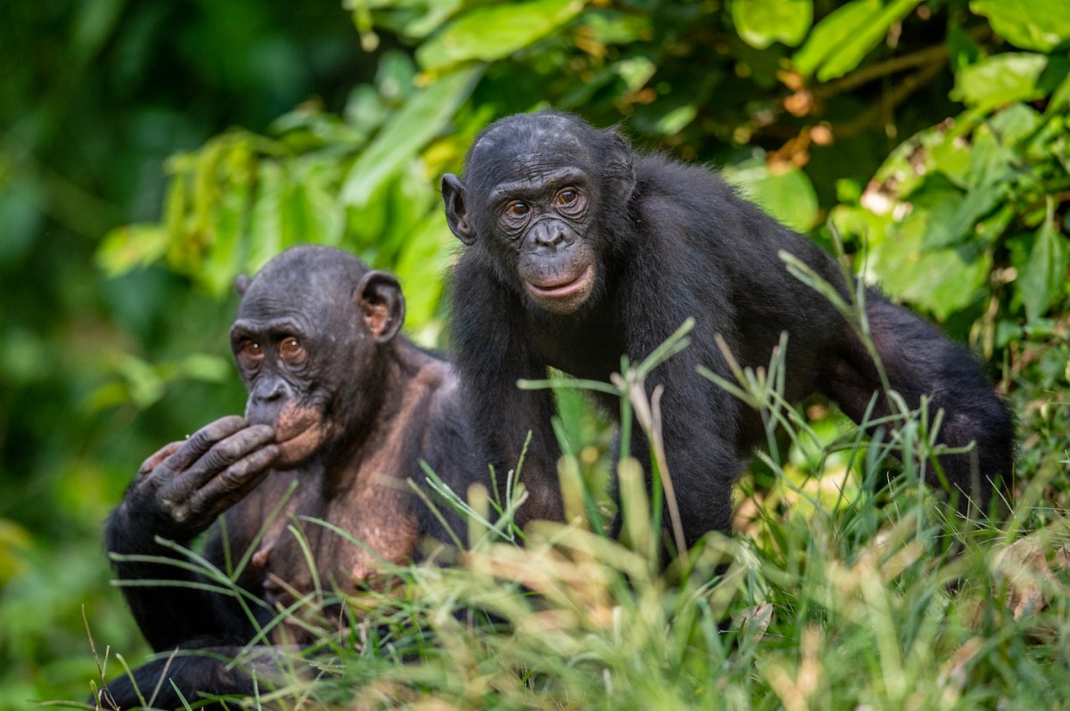 Bonobo in green tropical jungle. Green natural background . The Bonobo, Scientific name: Pan paniscus. Democratic Republic of Congo. Africa