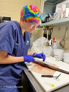 A woman wearing a tie dye pattern hairnet, cutting at a dead worm-like creature on a lab table.