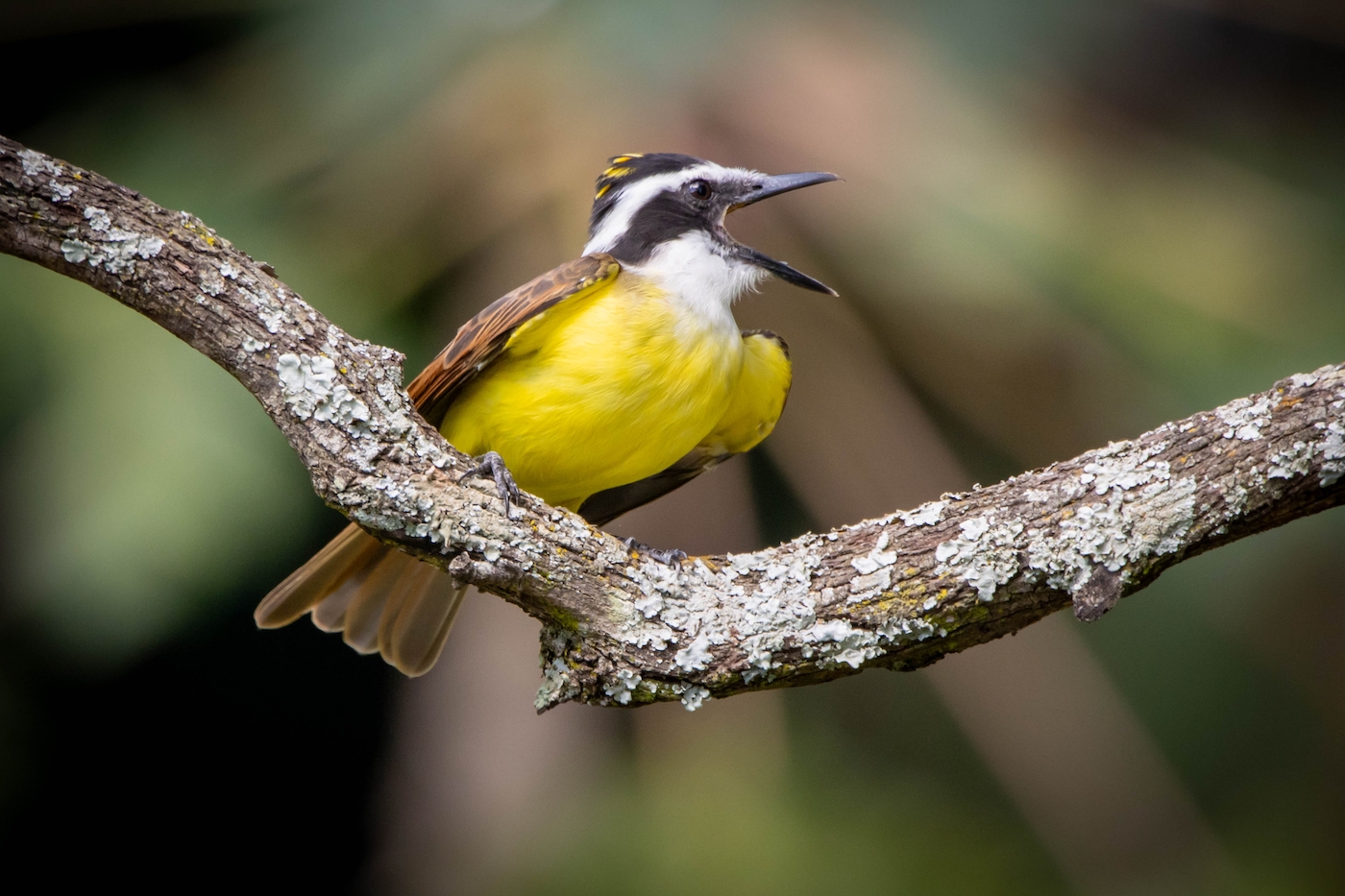 The Great Kiskadee also know as Bem-te-vi perched on a top of tree, mouth open. Species Pitangus sulphuratus. Animal world. Bird lover. Birdwatching. Flycatcher.