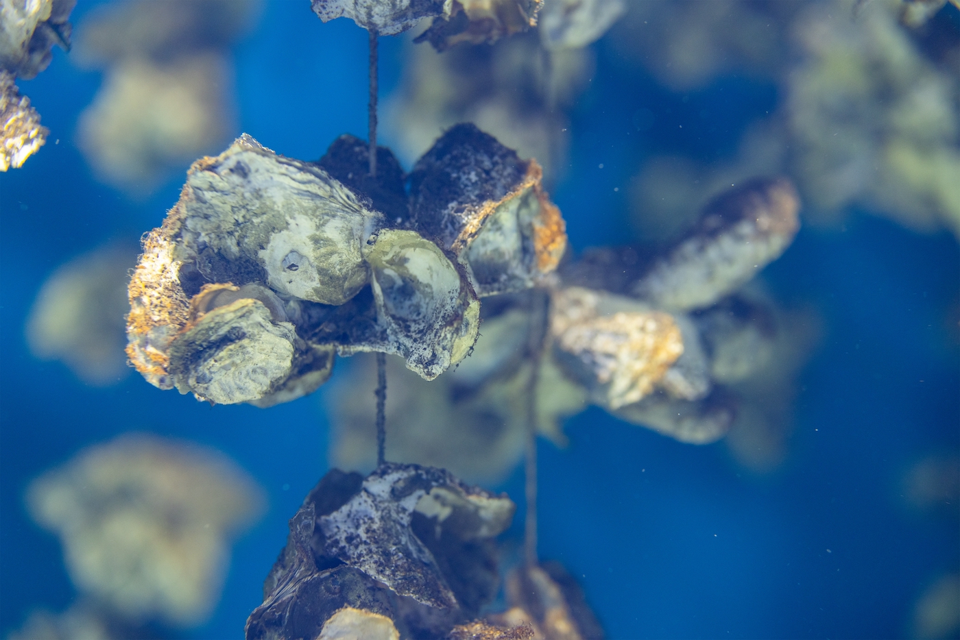 Aquaculture of the oyster under the sea