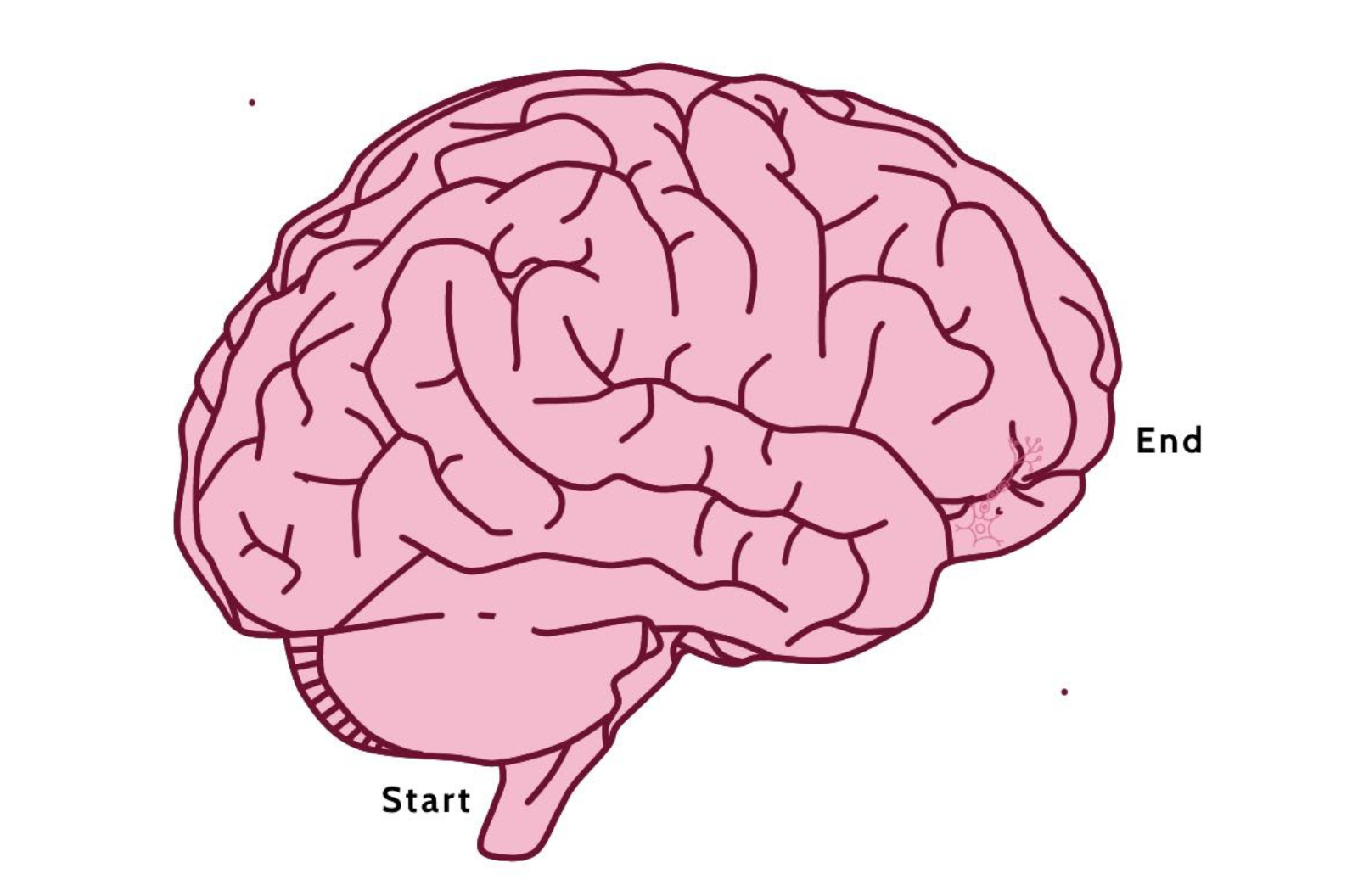 A maze in the shape of the brain.