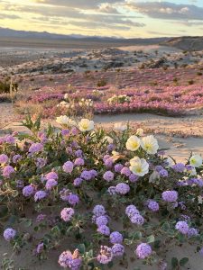 A desert landscape filled with blooming pink and white flowers.