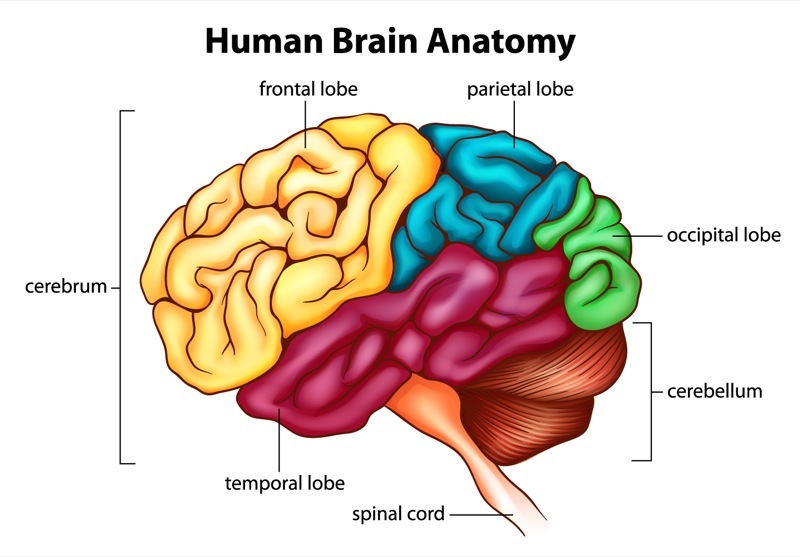 Un cerebro ilustrado de forma sencilla con diferentes partes clasificadas y marcadas con diferentes colores. Desde arriba, en sentido de las manecillas del reloj: lóbulo parietal; lóbulo frontal, lóbulo temporal, tallo cerebral, cerebelo, lóbulo occipital.