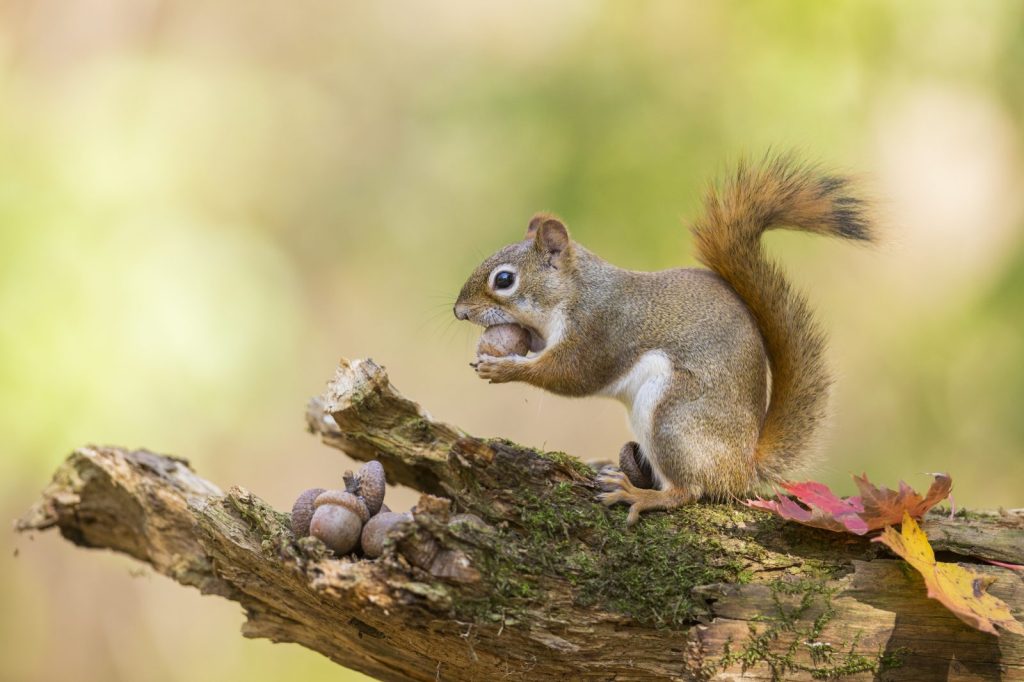 A red squirrel sits on a mossy log, holding an acorn to its mouth.