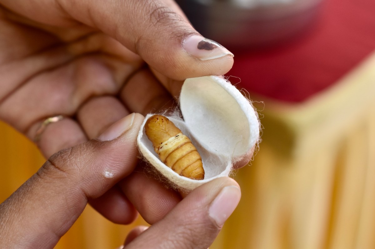 A pair of hands holding a silkworm cucoon with a silkworm pupa inside.