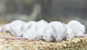 White laboratory white mice sleeping together in a glass container