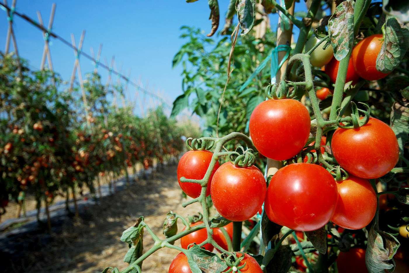 Ripe garden tomatoes ready for picking