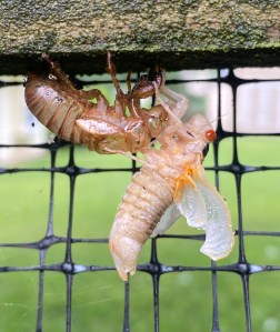A wet, pale pink insect, expands small yellowish wings as it clings to a skin it has emerged from.