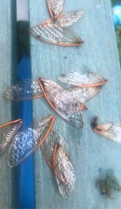 A handful of shiny, transparent cicada wings lying on a pale blue background.