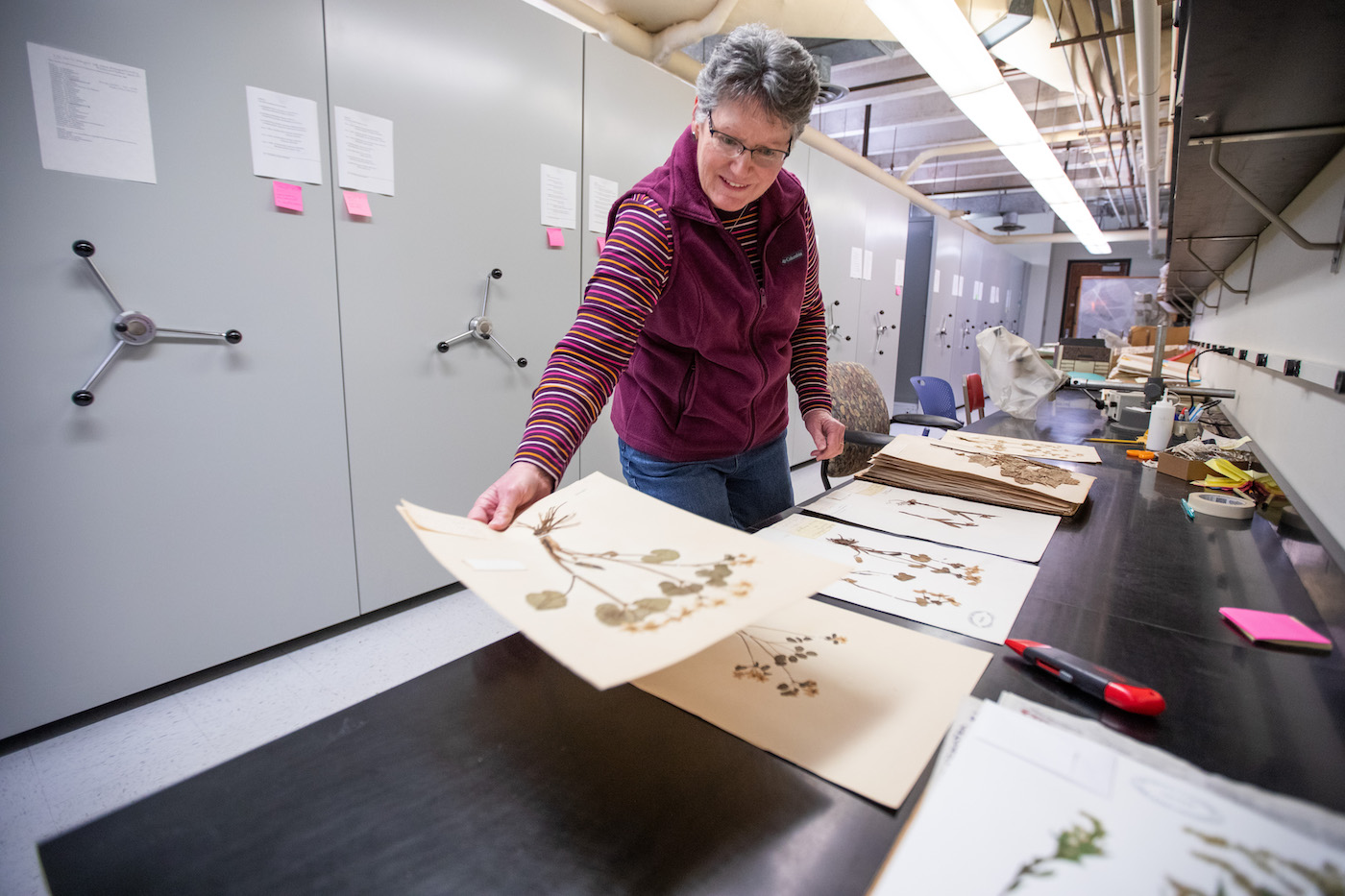 A woman is enthusiastically re-organizing papers with pressed plant samples on them.