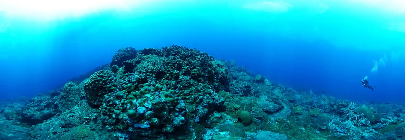 An underwater coral bank