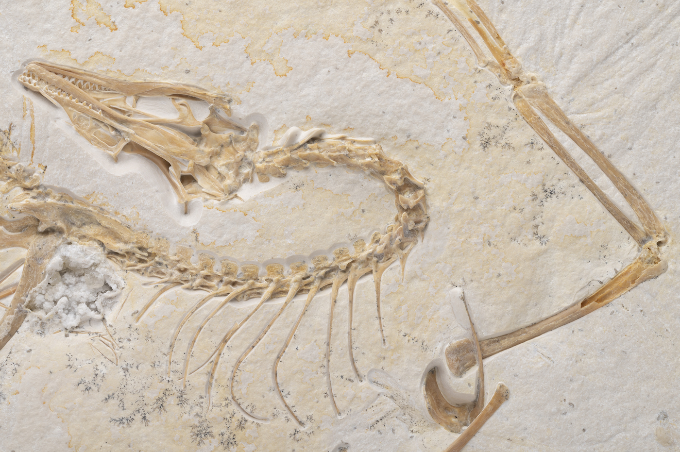A skeleton of a bird-like dinosaur, preserved inside a stone slab.