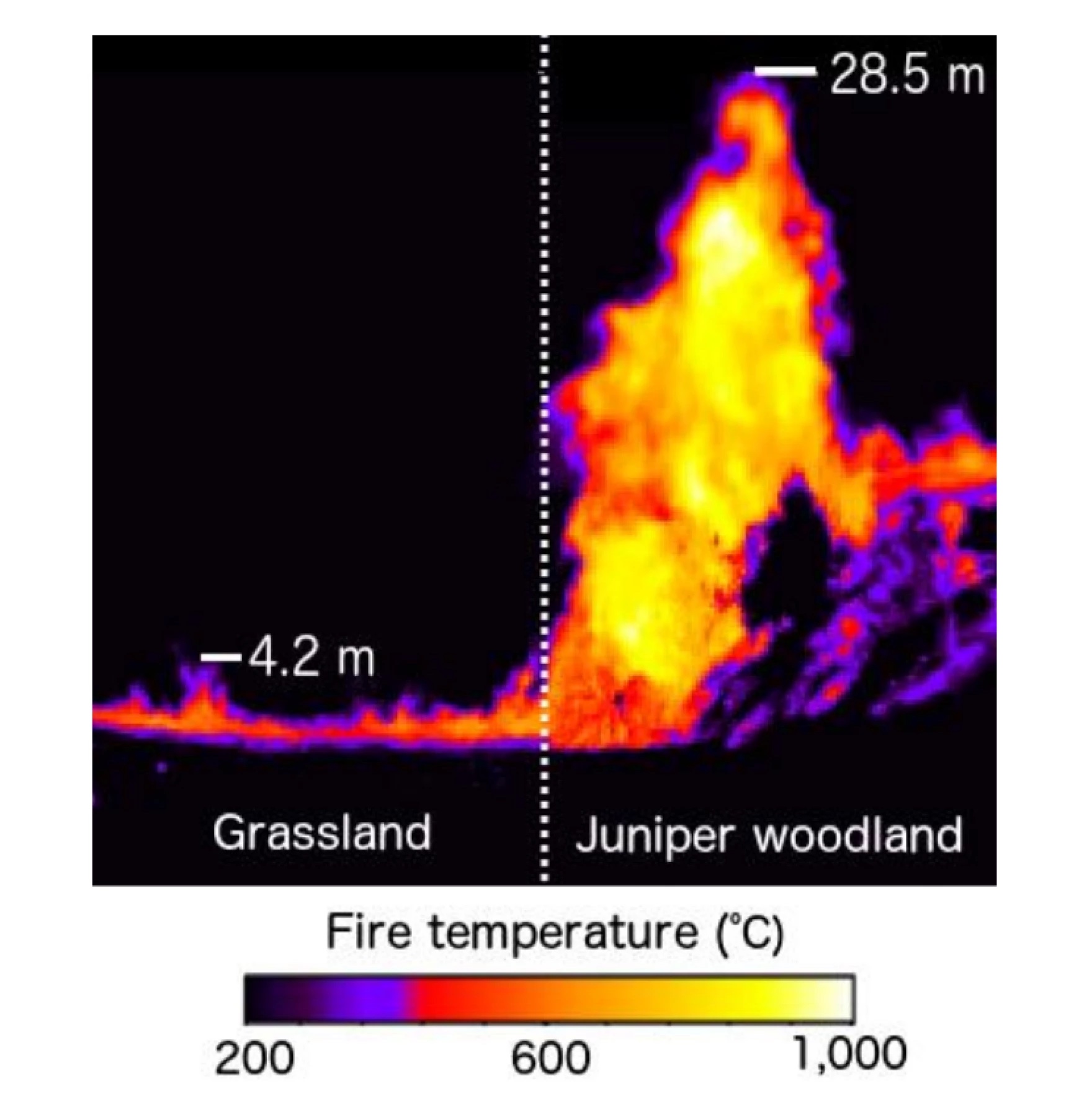 A chart showing how fire temperature over juniper woodlands are much hotter than over grass.