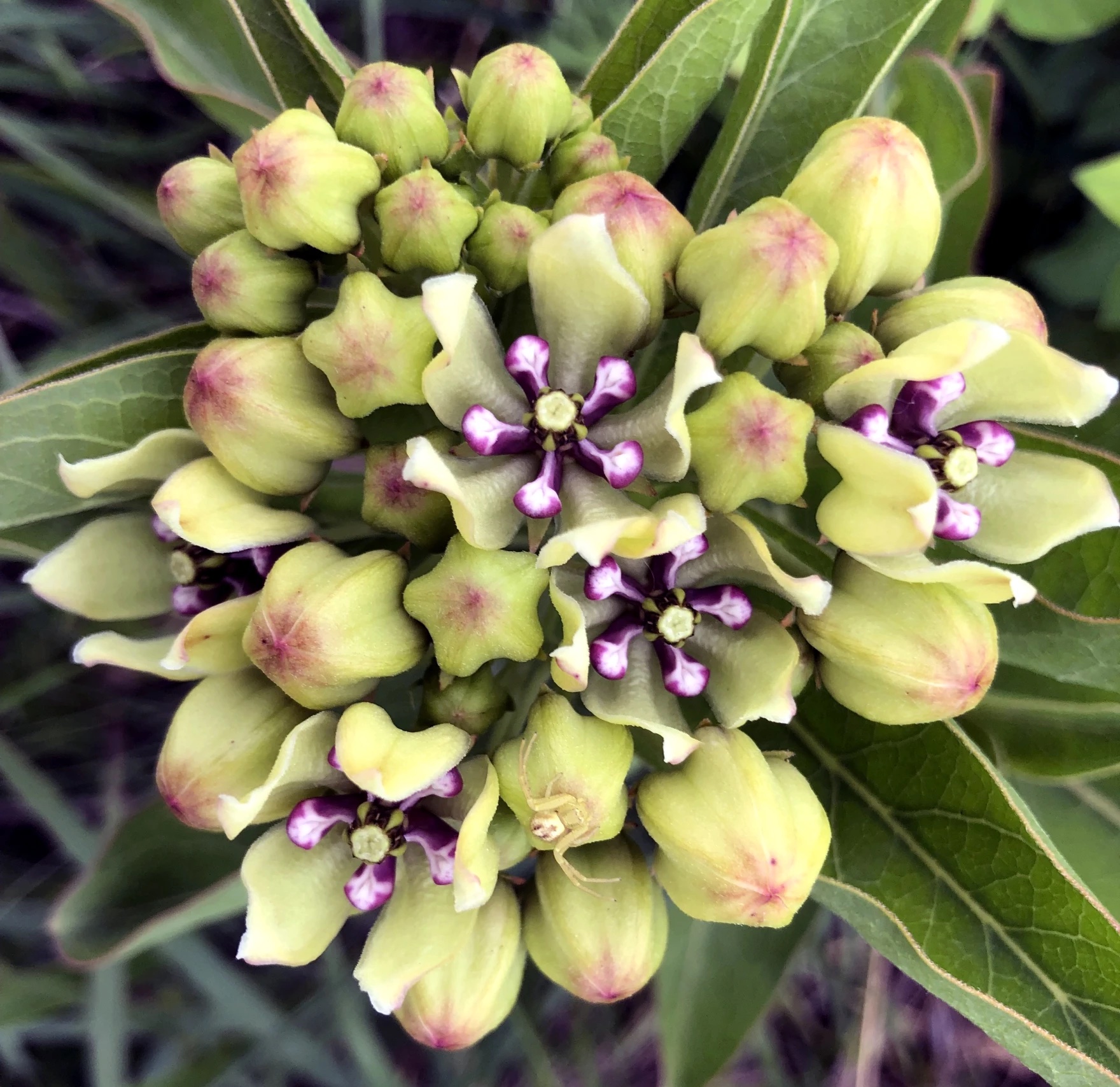 A close up of flower buds just starting to bloom.