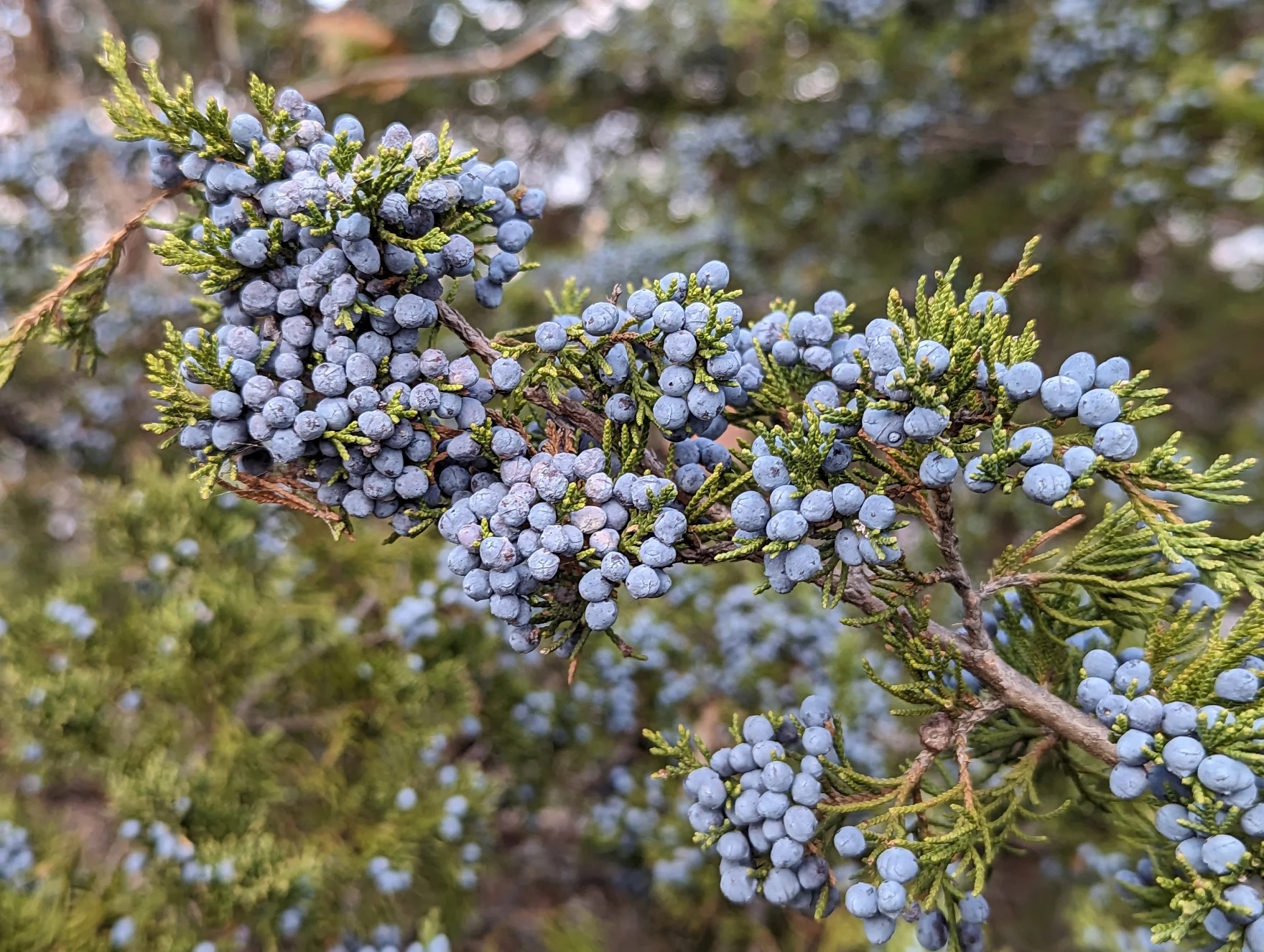 A bush branch covered in buds that look like blueberries.