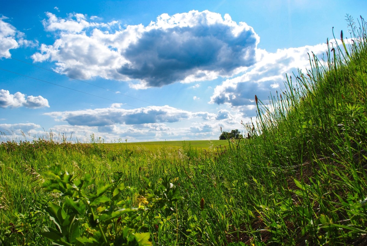 Science From Iowa s Prairies Science From Iowa s Prairies