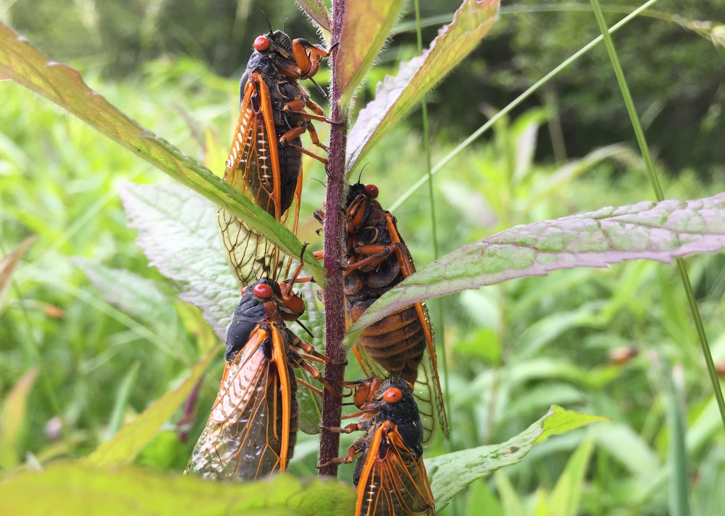 Planning To Go See Cicadas? Here's What To Know - Vimarsana News