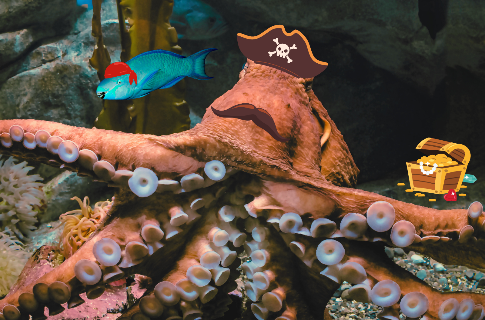 Plan An Ink-Credible STEAM Adventure For Cephalopod Week - Vimarsana News