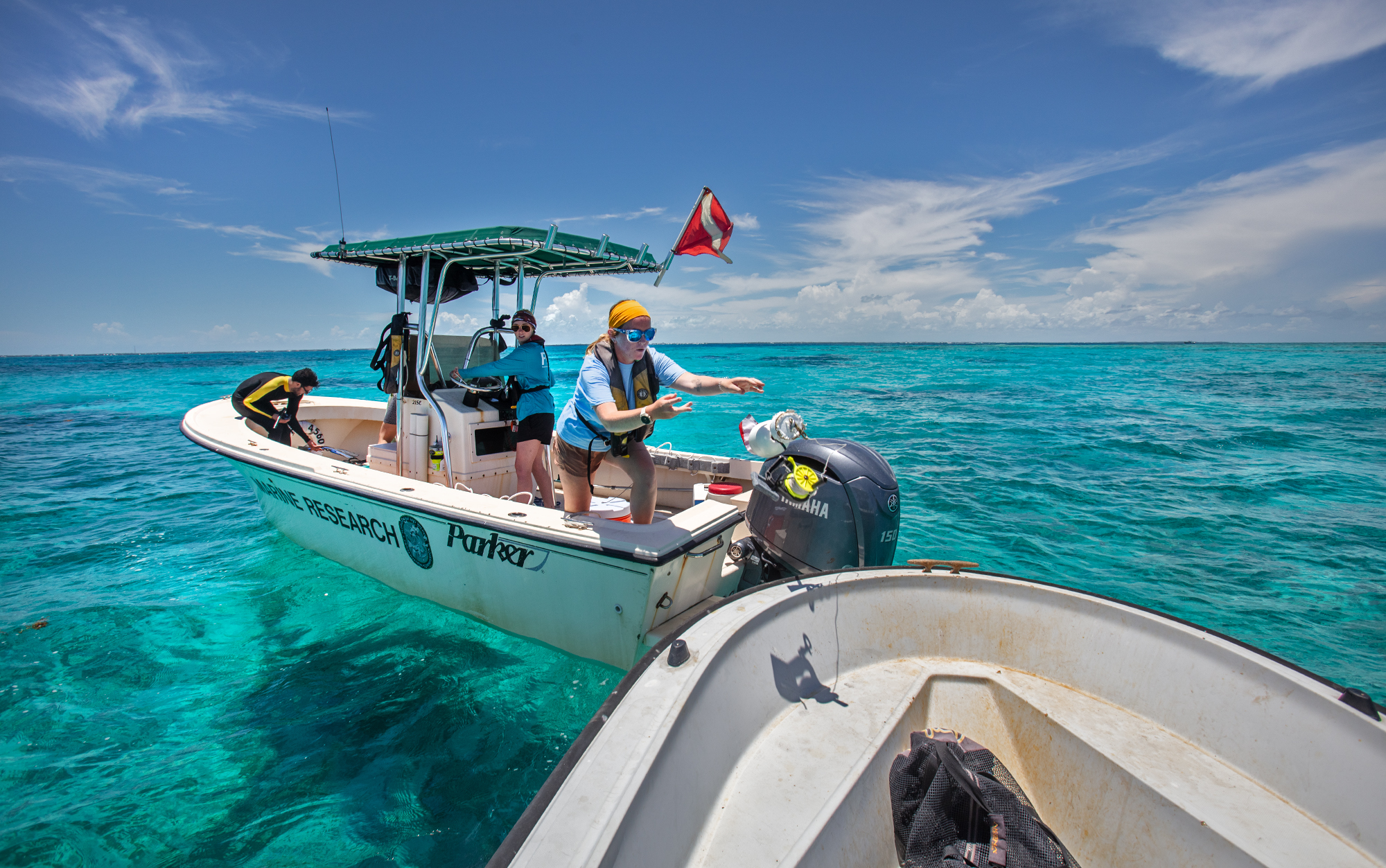 Helping Queen Conchs Mate In The Florida Keys