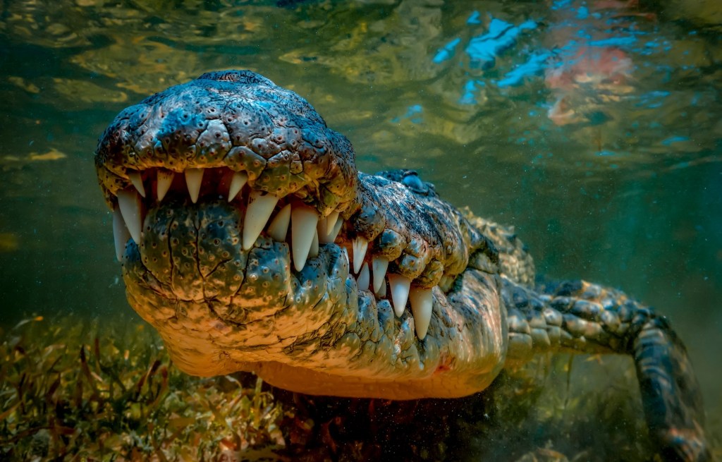 Underwater close-up of a crocodile's closed mouth as it hovers just under the surface of the water