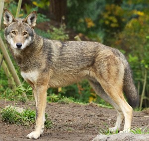 A red wolf standing still and starting to it left toward the viewer, with blurry greenery in the background.