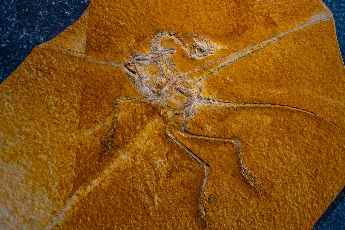 Do Fossil Prints Show Dinosaur Flight Evolved More Than Once?