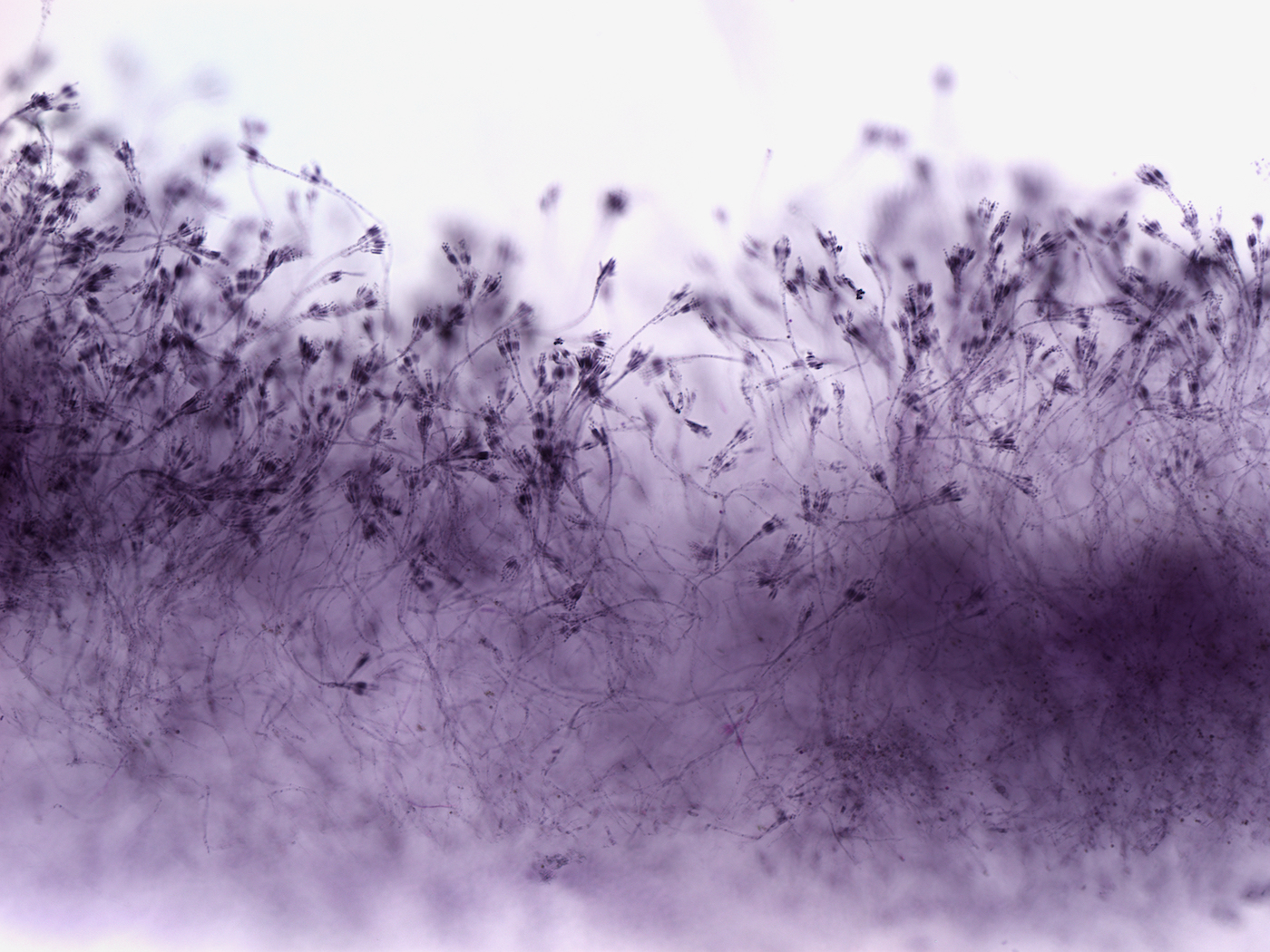 Biodiversity’s Biggest Event Is Underway In Colombia