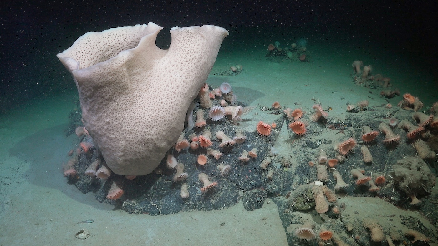 A large sponge, a cluster of anemones, and other life is seen nearly 230 meters deep at an area of the seabed that was very recently covered by the George VI Ice Shelf, a floating glacier in Antarctica