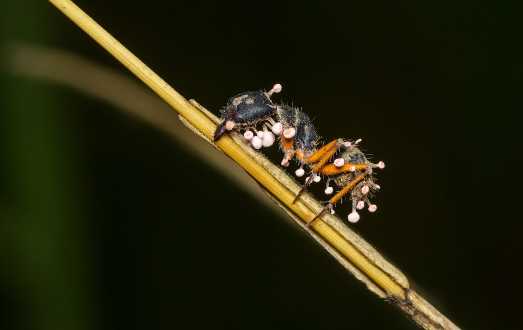 an ant with fungus growing out of it - ophiocordyceps