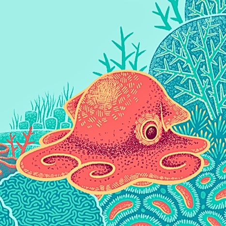 An illustration shows an orange and red octopus sitting among corals. Credit: Franz Anthony, for Science Friday