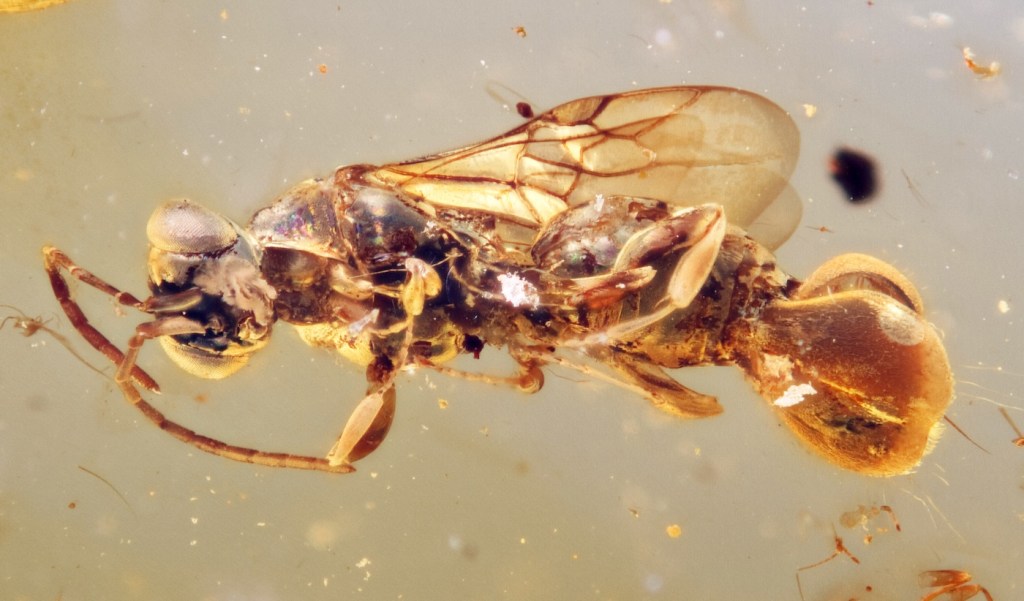 A wasp encased in amber with a large structure on its butt