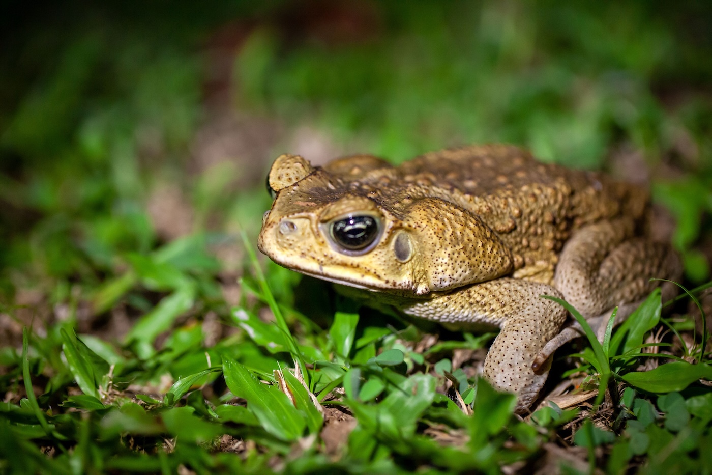 A cane toad, Rhinella marina or Bufo marinus, on a lawn.