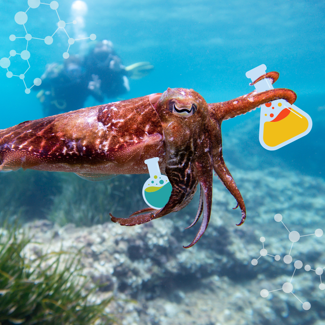 A cuttlefish in the ocean that has been edited to look like its holding two flasks.