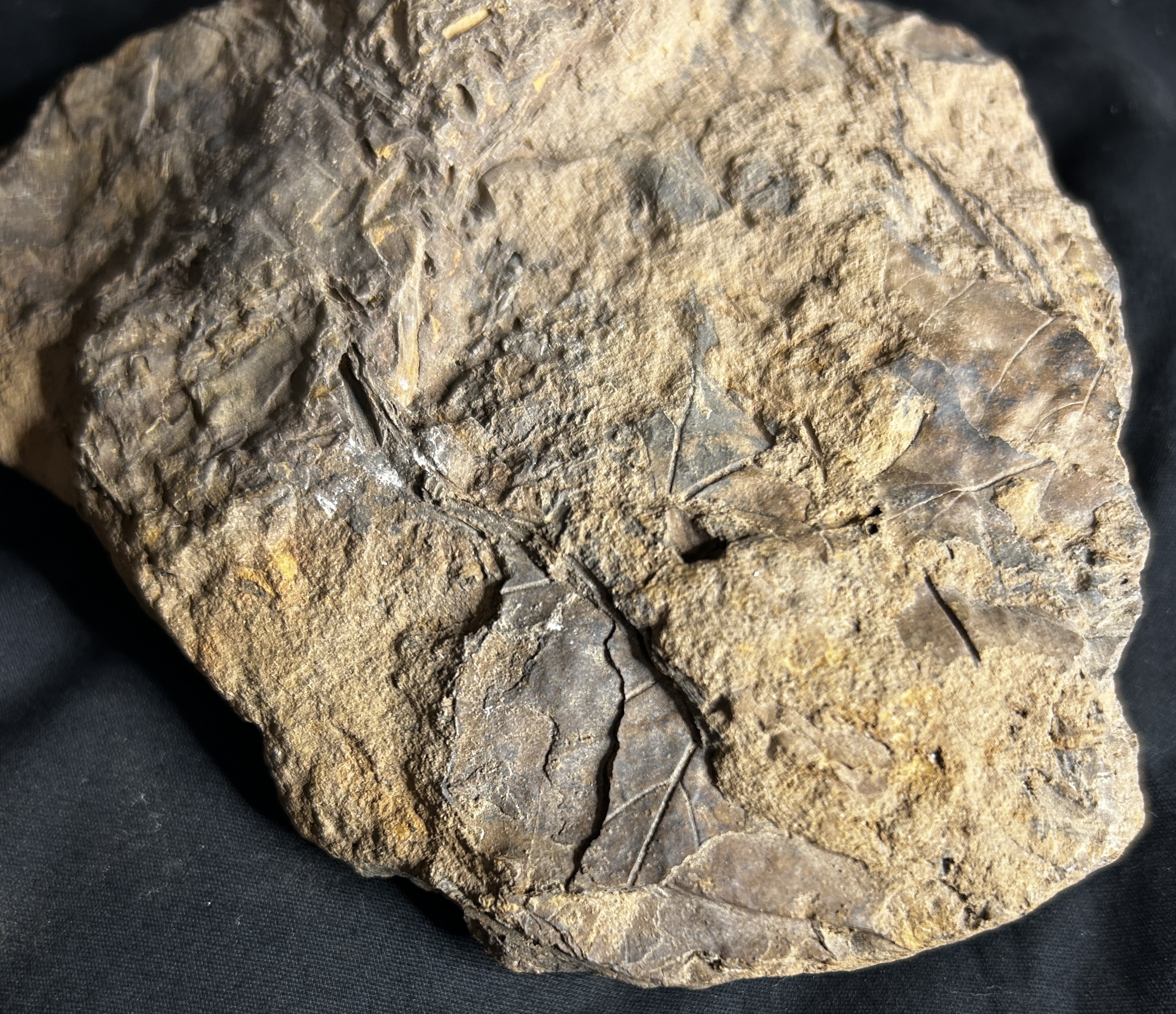 A rock with imprints of leaves throughout it