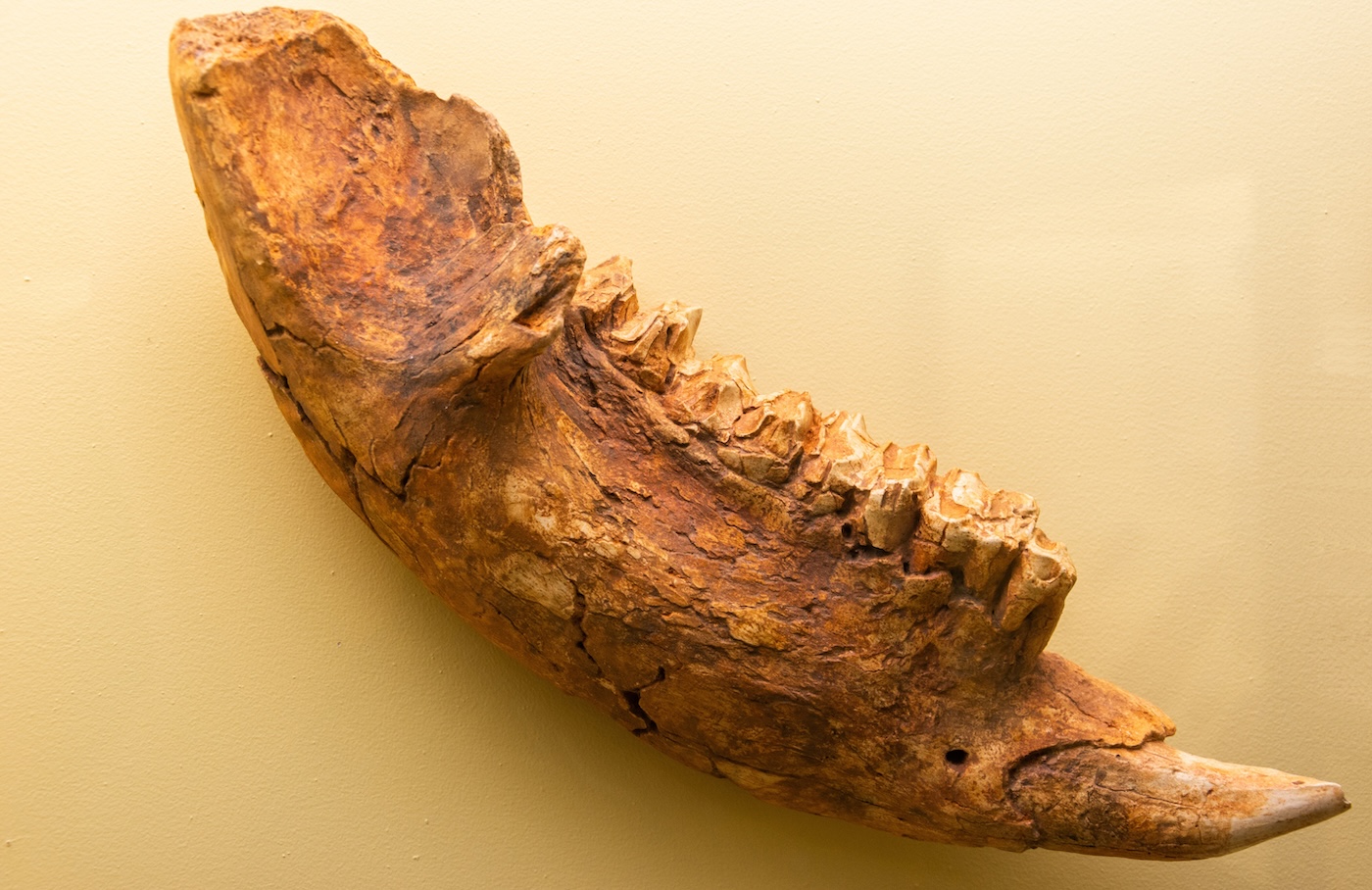 A fossilized jaw of a large animal