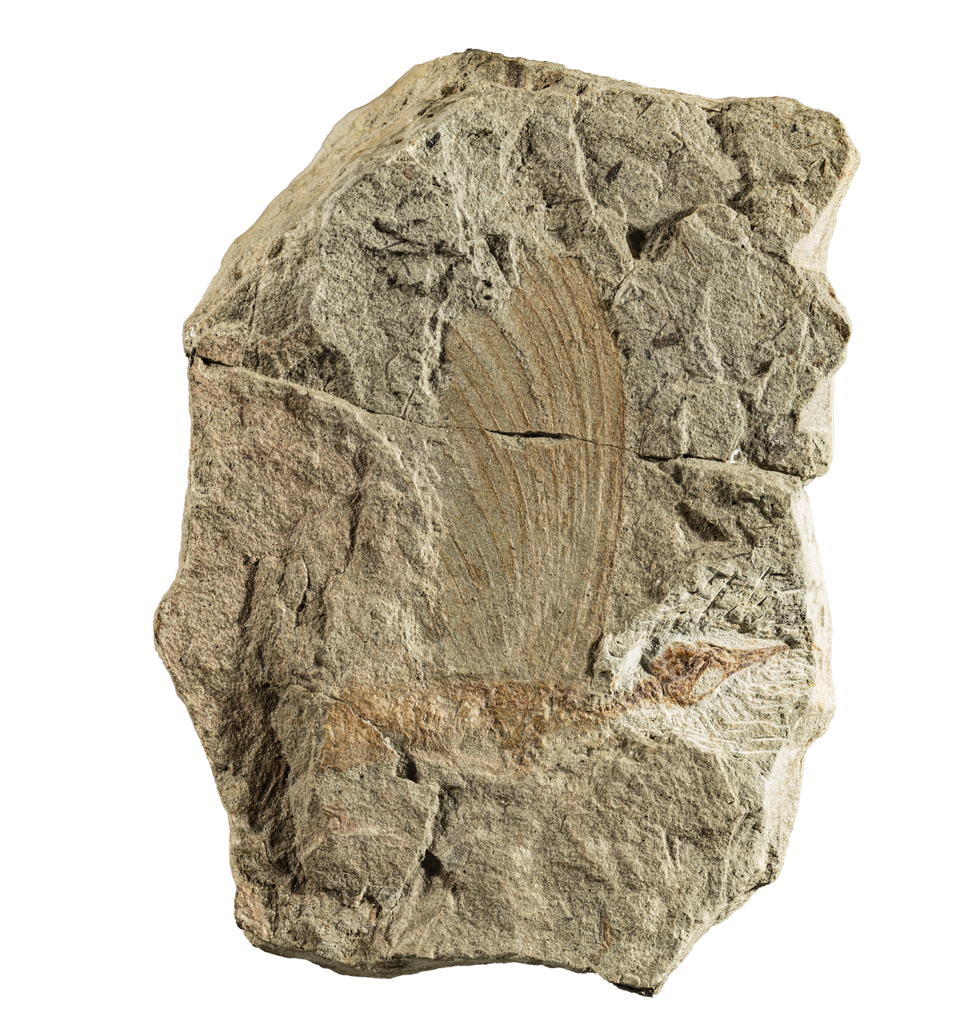 A rock with a print of an animal in it.
