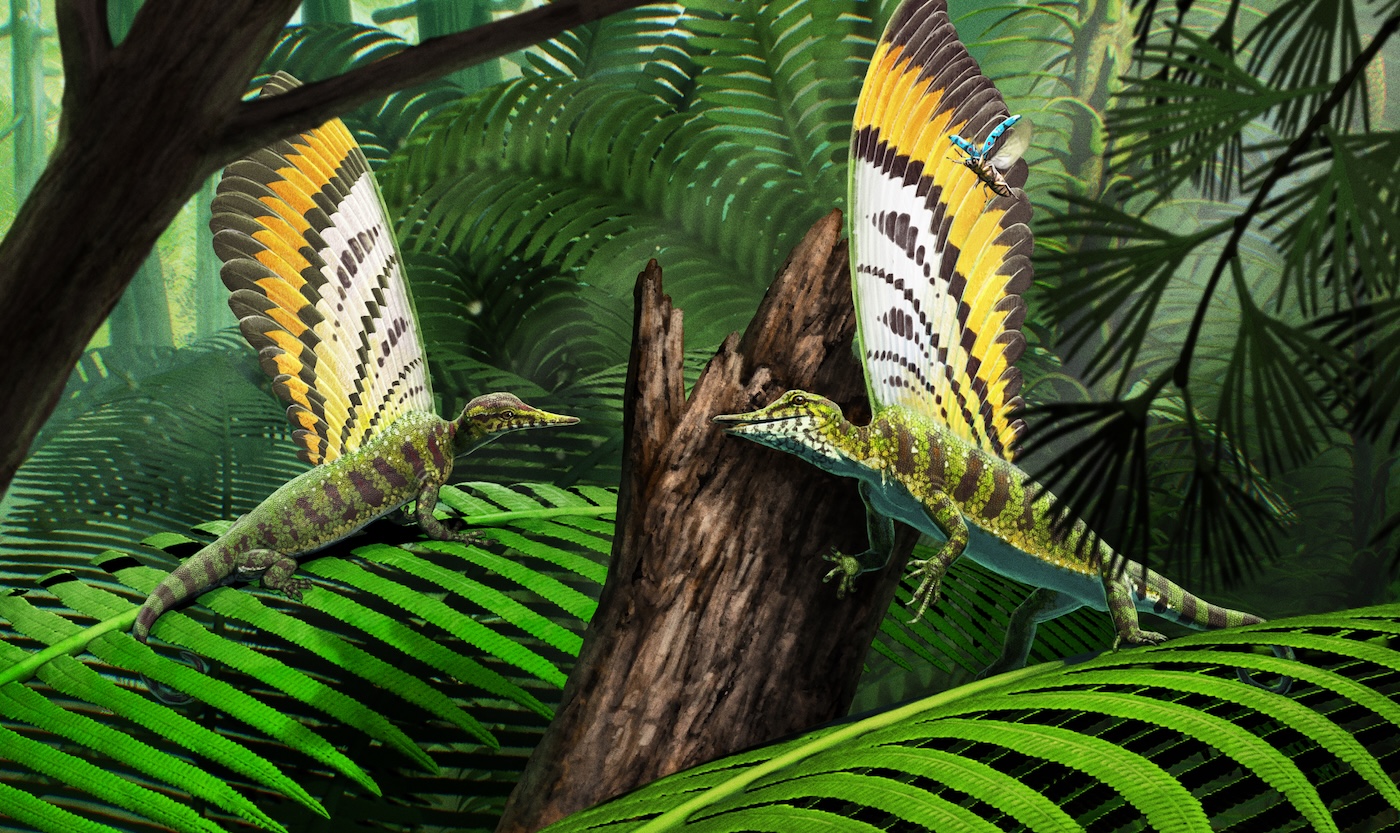 Two mirasaura reptiles with butterfly wing looking feathers sticking up from its back like a crest.