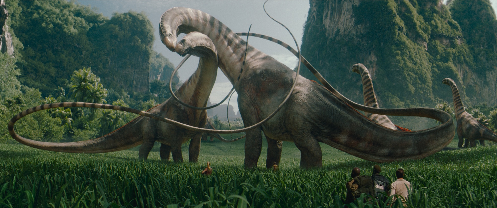 Two very very tall dinosaurs nuzzling their heads and long necks against each other