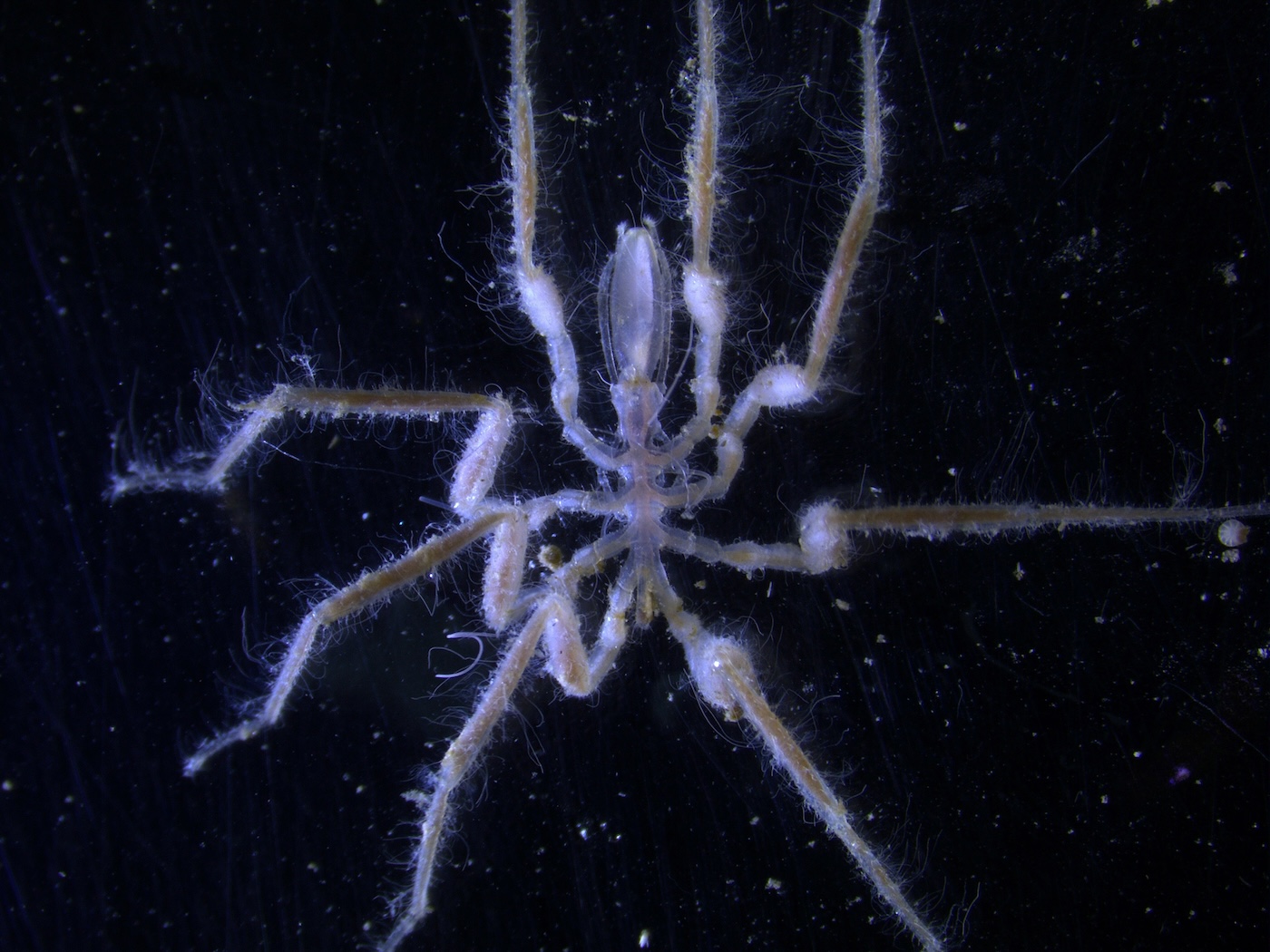 How These Spiders At The Bottom Of The Sea Eat Methane
