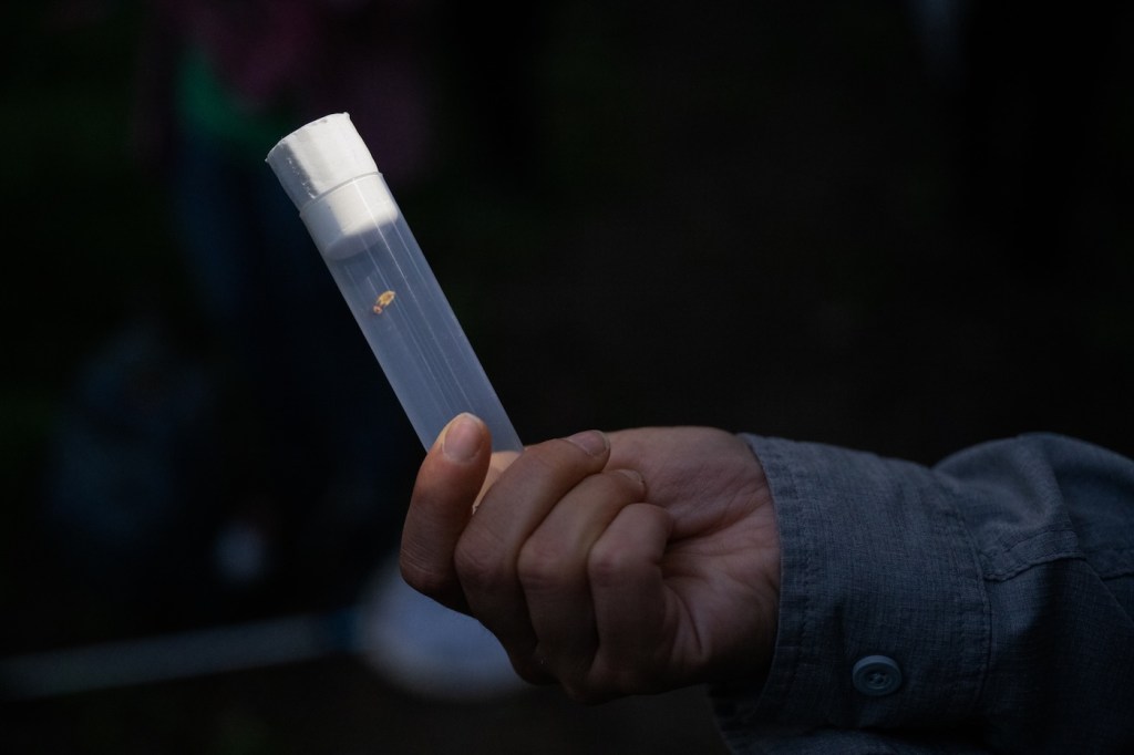 A small firefly inside a vial at night-- a person holds it up to the camera.