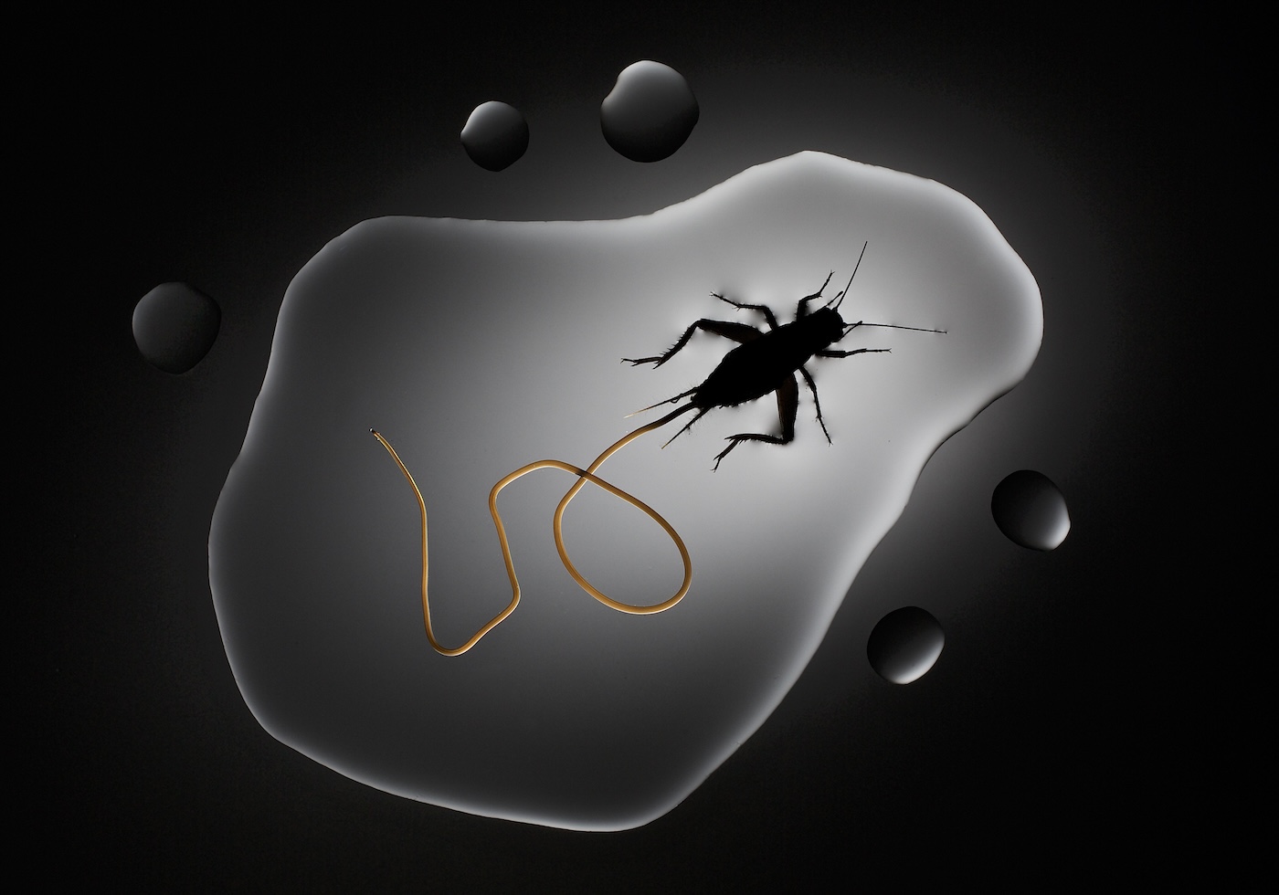 A cricket with a worm five times the length of its body in a puddle of water.