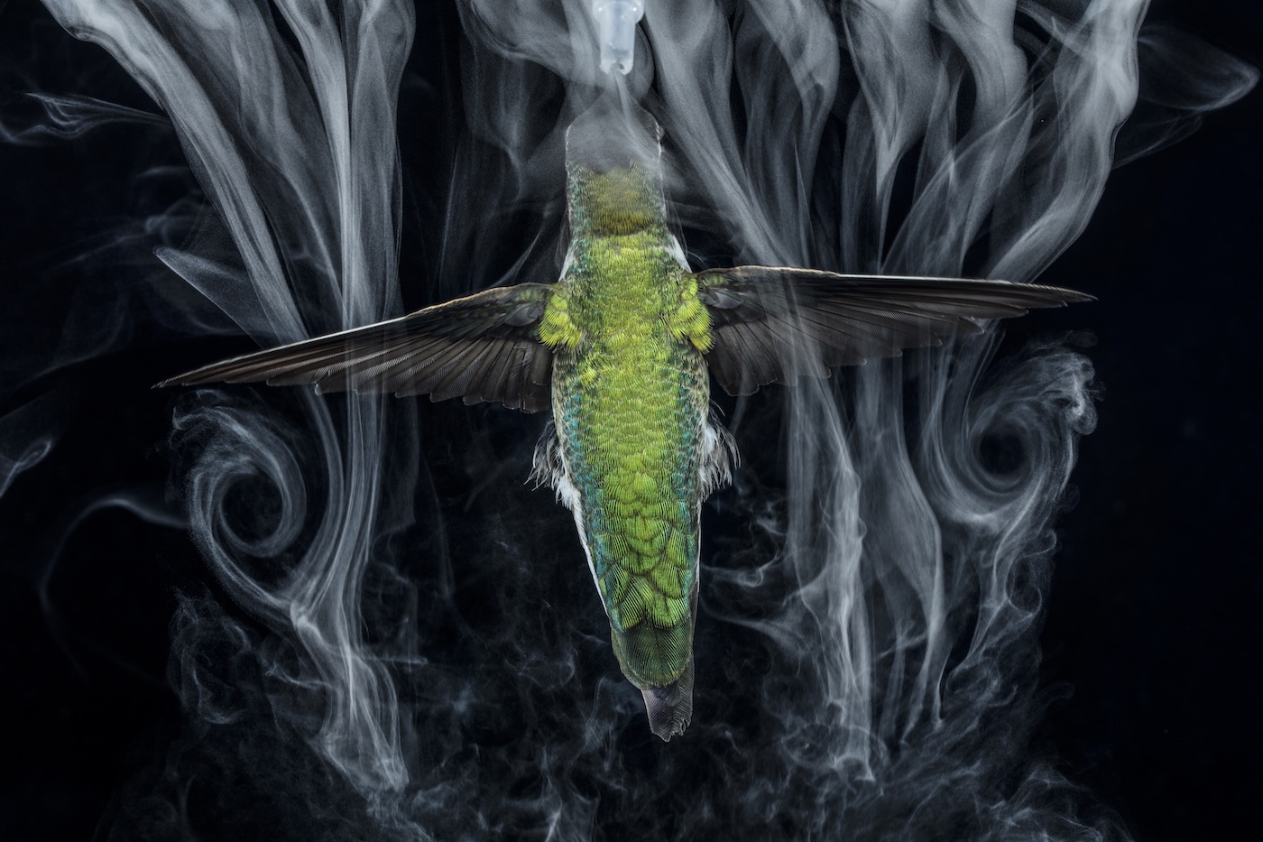 A hummingbird flying through fog, which forms whirly shapes by its wings