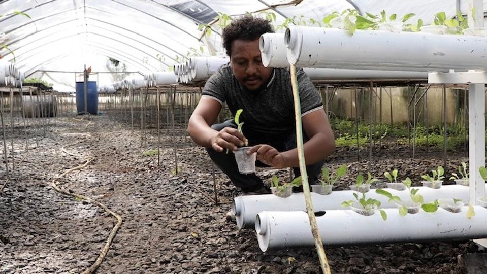 Person working in greenhouse with hydroponic growing system, tending to green plants growing in white cylindrical containers arranged in rows.