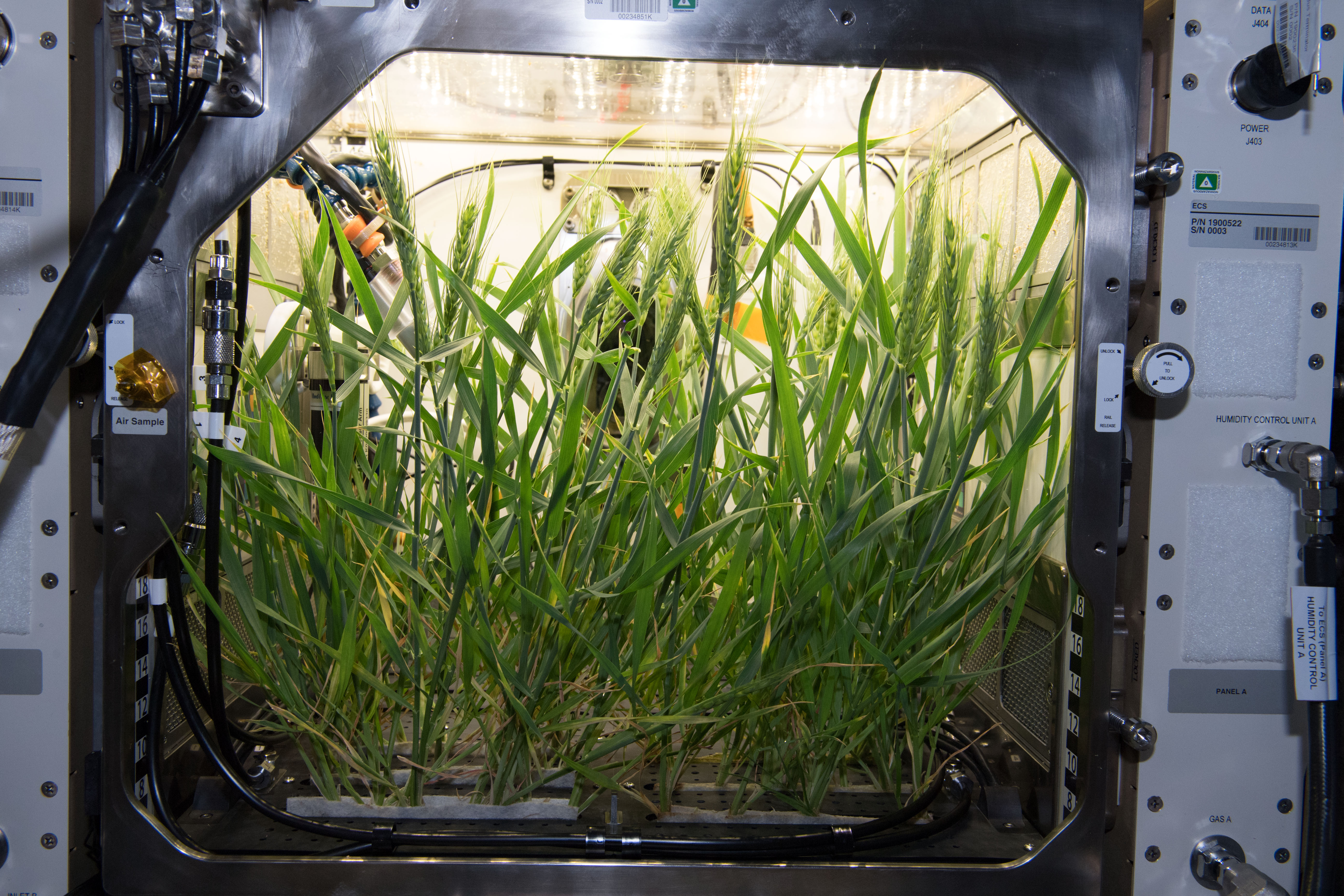 Wheat plants growing inside a rectangular space station growing chamber lit from above, with various scientific monitoring equipment and controls visible.