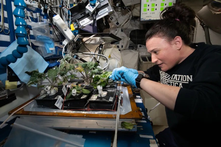 Astronaut wearing blue gloves working with small plant seedlings in scientific growing containers aboard space station.