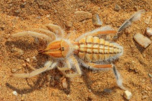A diurnal solifuge - also known as camel spiders, but are not true spiders. They have no venom.
