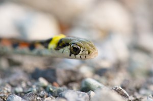 Tiger Keelback-Rhabdophis tigrinus