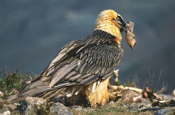 A vulture holding an animal hoof in its beak. its body feathers are black and its head and feet are bright yellow.