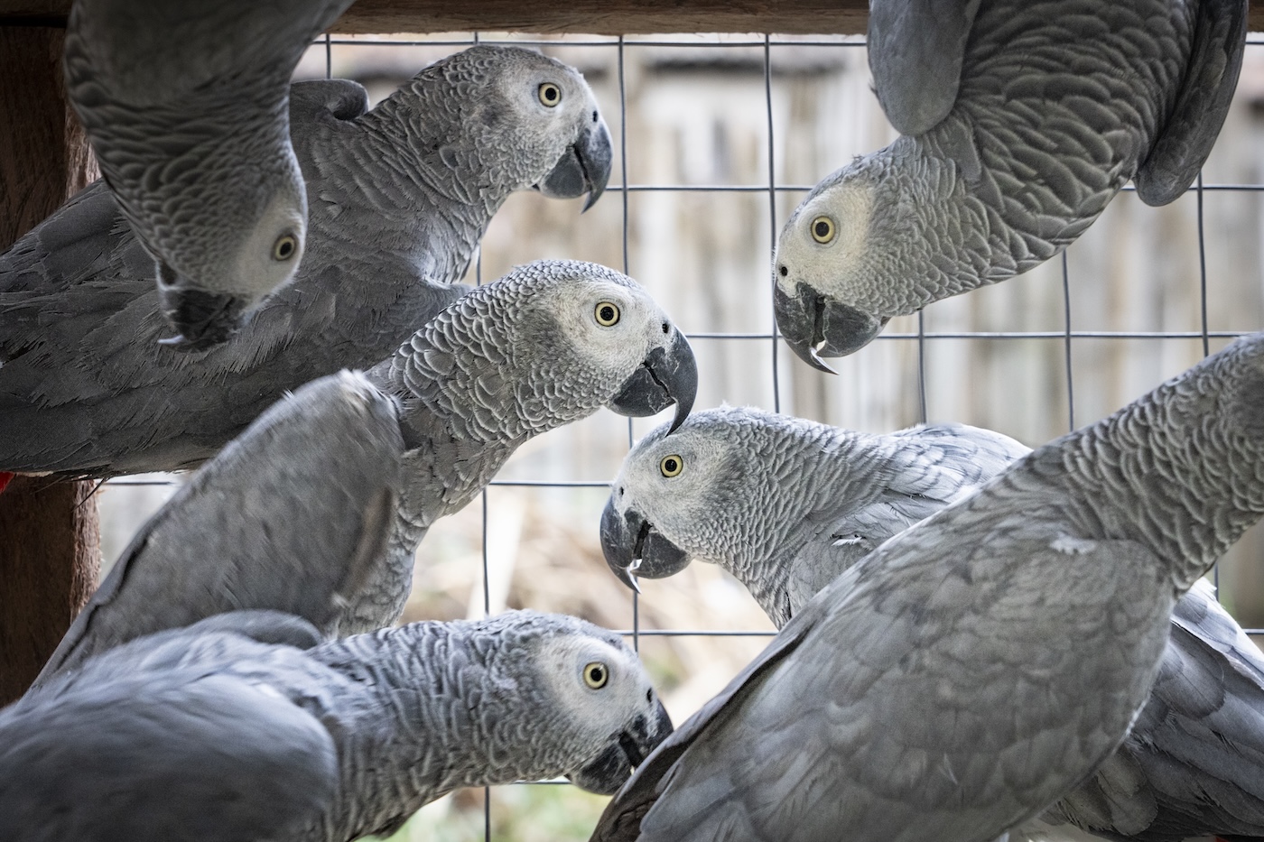African Grey Parrots Are Popular—And It’s Fueling Illegal Trade