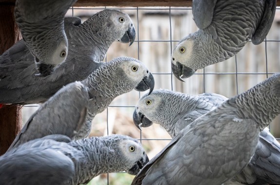 7 grey parrots inside a cage looking calm